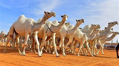 الإفراج عن 4198 رأس إبل قادمة من السودان إلى أسوان