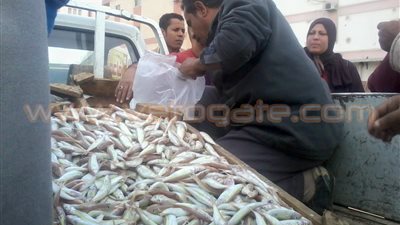 بالصور.. إقبال كبير على شوادر الأسماك مخفضة الأسعار بالغردقة