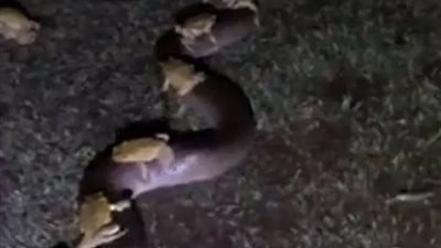 أغرب وسيلة نقل.. 10 ضفادع يركبون ظهر ثعبان عملاق (فيديو)