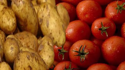 بين نار الطماطم وجحيم البطاطس.. قصة مزارع خسر كل شيء