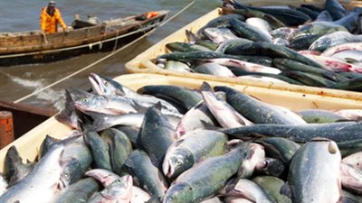 السلمون يمد المرأة الحامل بالكالسيوم