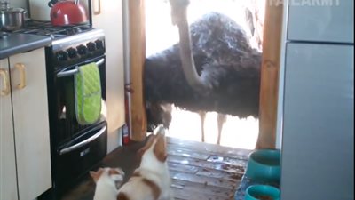 أجرأ هجمات الحيوانات على المنازل القريبة من الغابات (فيديو)