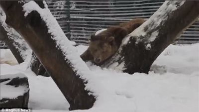 رد فعل دب يلهو بالجليد لأول مرة (فيديو وصور)