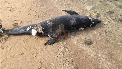 «عضة الباركودة» وراء نفوق الدولفين ذي الأنف الزجاجي في الغردقة