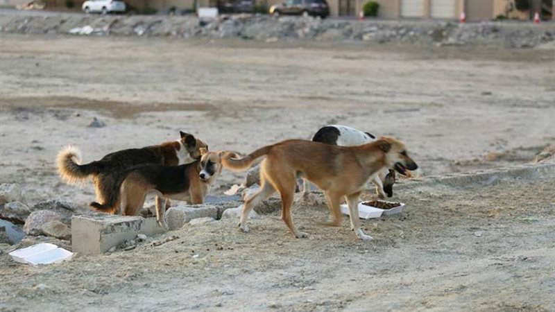 صورة ارشيفيه