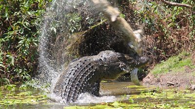 بالصور.. تمساح يفترس أخاه الصغير في أستراليا