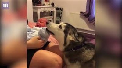 كلب يثير ضجة بترحيبه برضيع حديث في عائلته (فيديو وصور)