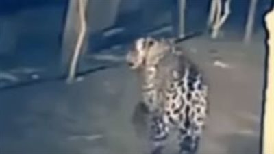 بالفيديو.. نمر ضخم يتسلل لمنطقة سكنية ويختطف كلبا منها