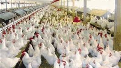 أسعار الدواجن اليوم 3 /1/ 2019.. والبيضاء بـ 26 جنيها للكيلو