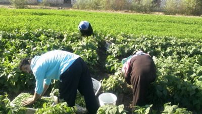 مبادرة لتمويل صغار المزارعين بصعيد مصر