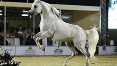 صلاح المنهراوي: الخيول المؤدبة ترقص وتركع حسب الأوامر