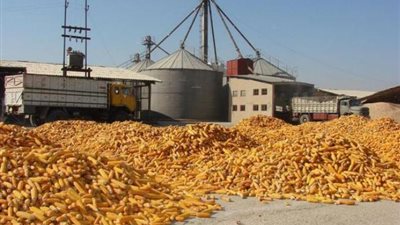 الذرة الصفراء تسجل 160 جنيهًا بسوهاج..اليوم