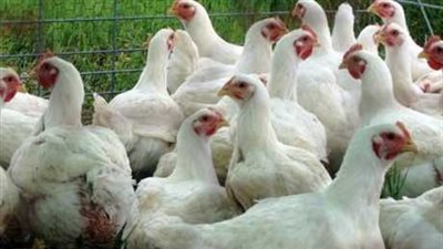 «الثروة الداجنة» تطالب بتوفير معلومات عن فرص التصدير بالأسواق الخارجية