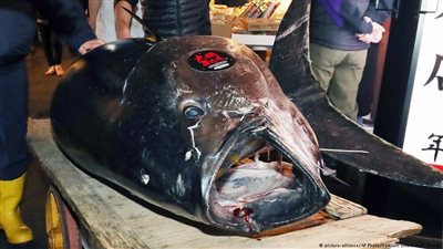 أكثر من 3 ملايين دولار ثمن سمكة تونة في اليابان.. من اشتراها؟