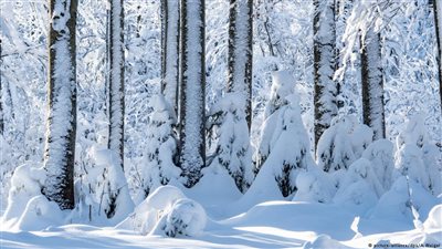 بايرن تغرق في الجليد وإلغاء عشرات الرحلات الجوية