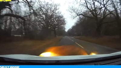 خنزير بري يدمر سيارة رجل (فيديو وصور)