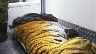 نمر مصاب يطلب المساعدة من حرس الحدود في روسيا (فيديو)