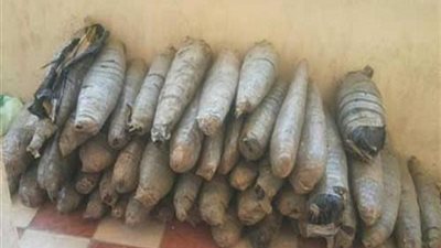 ضبط عاطلين وبحوزتهما 10 لفافات بانجو بـ