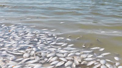 فزع بالبحيرة بعد نفوق كميات من الأسماك بنهر النيل