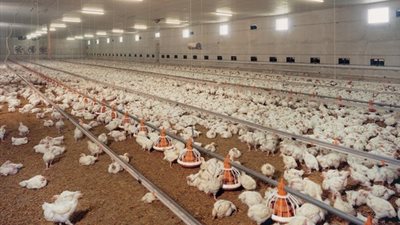 دوريات مستمرة على ١٥٠ مزرعة للدواجن بالأقصر