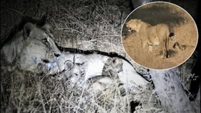 لبؤة تتبنى شبل نمر يتيم في حدث نادر (فيديو)