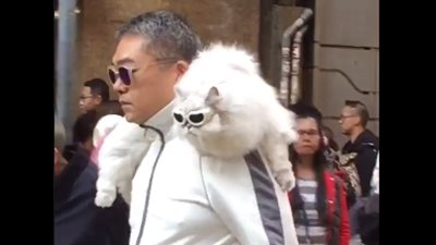 رجل يحمل قطا على كتفه مرتديا نفس نظارته يثير ضجة على الإنترنت (فيديو)