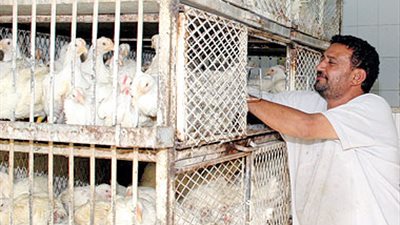 السيد: أنفلونزا الطيور لم تؤثر على سوق الدواجن