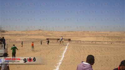 بالفيديو والصور.. فوز 9 متسابقين في مهرجان أسوان العربي الأول للهجن