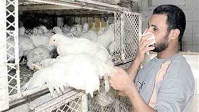 «بيطري» الإسماعيلية يعلن حالة الطؤارى لمكافحة إنفلونزا الطيور