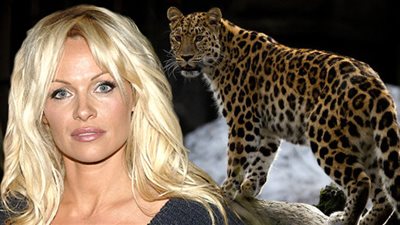 باميلا أندرسون تطلب لقاء بوتين لإنقاذ فهد روسي