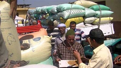 توريد 164 ألف طن قمح بالغربية.. اليوم