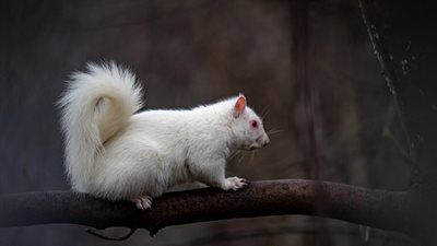 مصور محظوظ يرصد سنجابا نادرا بإسكتلندا