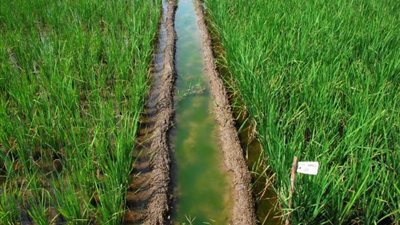 الإحصاء: 41.92 مليار متر مكعب حجم مياه ري المحاصيل خلال 2017