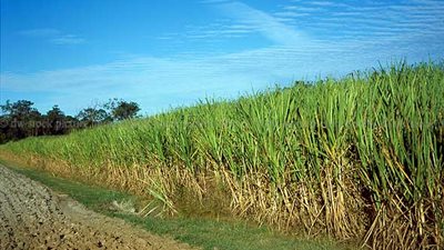 الزغبى:انتهينا من موسم القصب 2013 ونستعد للمحصول الجديد