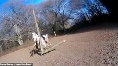 ذعر فرسان بسبب غضب حصان علق رأسه بحاجز خشبي (فيديو وصور)