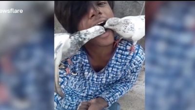 رجل هندي يطعم الحمام من فمه (فيديو)