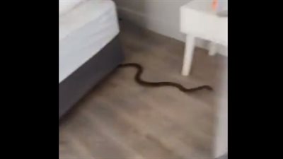 لقطات مروعة لامرأة تعثر على ثعبان سام داخل سترتها (فيديو)