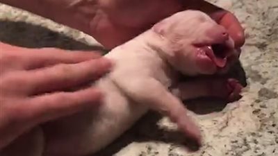 رجل ينقذ جرو بـ«قبلة الحياة» (فيديو وصور)