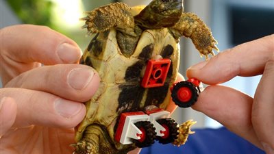 بالصور.. طبيب يستبدل أرجل سلحفاة ضعيفة بعجلات ليجو