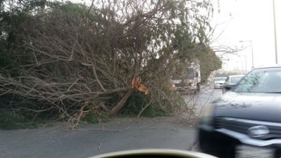 تعطل حركة المرور بطريق «طوخ - شبين القناطر» عقب سقوط شجرتين