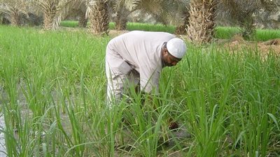 فلاحو الشرقية يتحدون القرار الوزاري ويصرون على زراعة الأرز