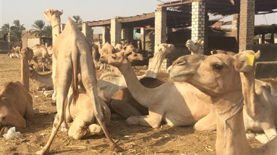الحجر البيطرى يفرج عن 1178 رأس إبل قادمة من السودان لأسوان (صور)