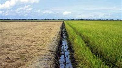 نقص مياه الري يهدد محصول الأرز بالغربية