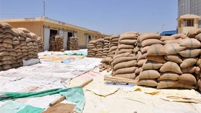 توريد 3.5 ملايين طن قمح محلى إلى 