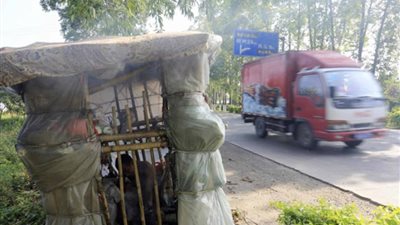 بالصور.. منازل محمولة بالصين