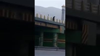 لقطات صادمة للحظة انتحار فتاة بإلقاء نفسها من أعلى كوبري (فيديو)