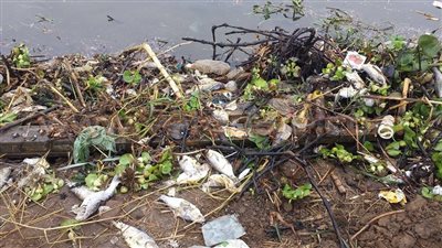 بالصور.. كارثة بيئية بالبحيرة بعد نفوق كميات من الأسماك