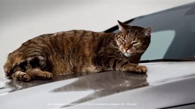 بالفيديو.. «القطة» بطل إعلان «مرسيدس SLK» الجديدة