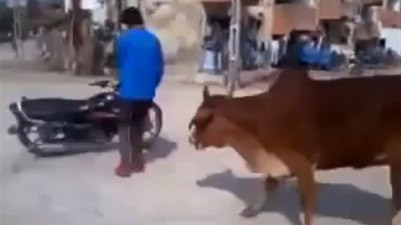 فيتو