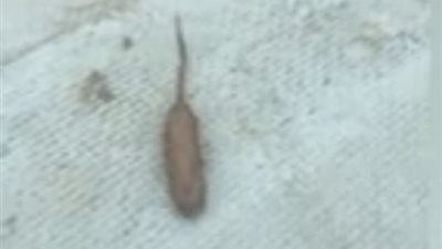 كائن غريب يثير الحيرة بأستراليا.. وعلماء يكشفون اللغز (فيديو وصور)